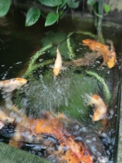 image0000001005